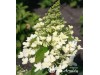 Hortenzija šluotelinė ,Magical Himalaya / Kolmahima' (lot. Hydrangea paniculata)